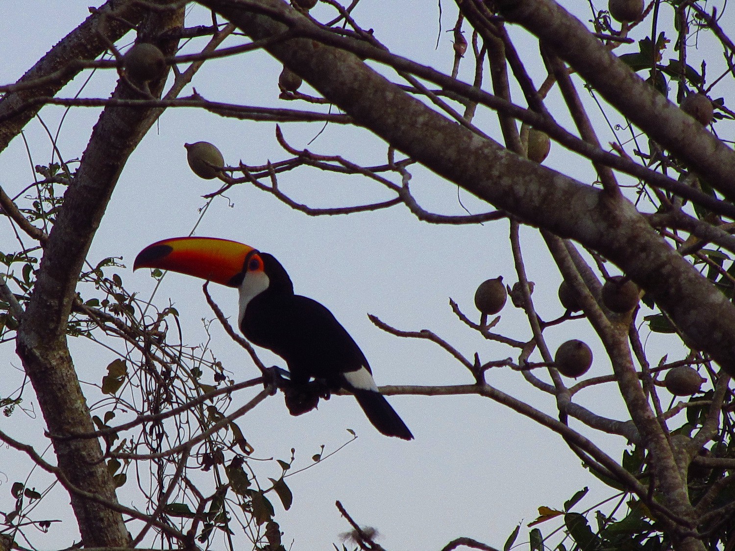 Toucan in the early morning
